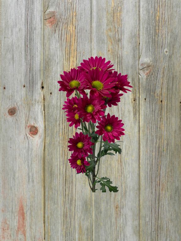 ARMSTRONG PURPLE NOVELTY POMPS